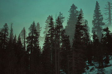 Double Exposure Trees on Mountain Slope
