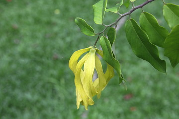 A yellow flower of Desmos Chinensis Lour. on branch in Thailand.