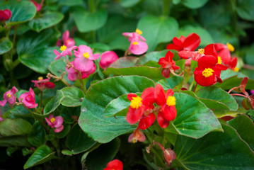 Obraz premium Begonia flowers in botanical garden of Guatemala, Central America, green crops sources of oxygen chlorophyll processes in the open air.