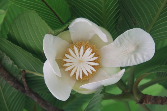 White flower of Dillenia indica or Elephant apple blooming and green leaves background in Thailand. Another name is Chulta, Chalta, Ouu, Indian Simpoh, Chimpoh.