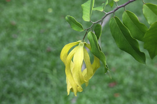 A bright yellow flower of Desmos Chinensis Lour. or Chinese desmos blooming on branch in Thailand.