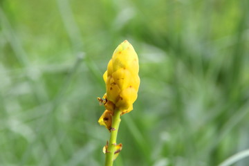 Young yellow flower of Acapulo and blur green grass background, another name is Candelabra bush, Candle bush, Ringworm bush.
