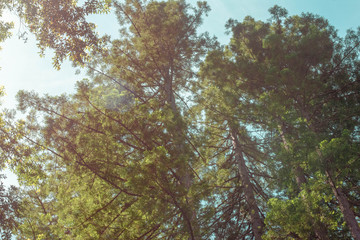 Sun Flare Through Treetops Blue Sky