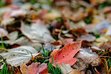 Fall leaves on the ground