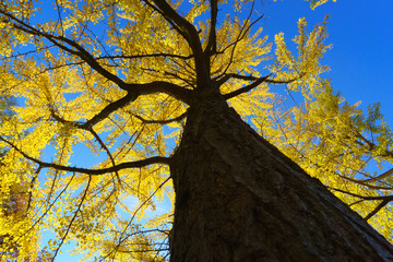 autumn leaves on blue sky