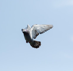 homing pigeon hovering against clear blue sky