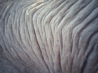 The texture and pattern of the old stump