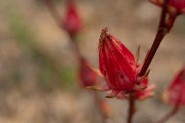 Vinuela, Cabitutu (Hibiscus Sabdariffa Linn) on the branch on tree in the garden