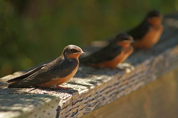 Barn Swallows Resting