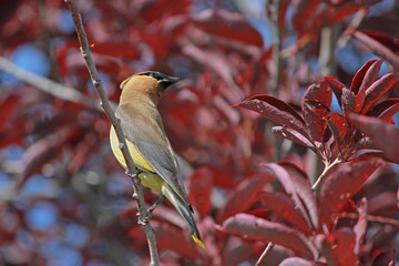 Cedar Waxwing on a Branch