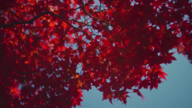 紅葉真っ赤な楓