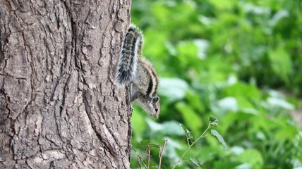 Squirrel on the tree