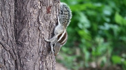 Squirrel on the tree