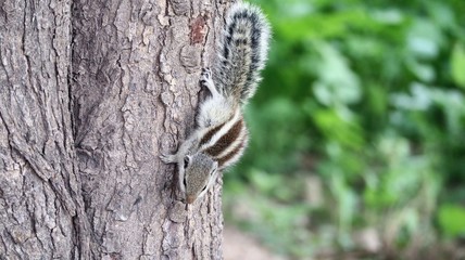 Squirrel on the tree