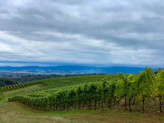 Fototapeta na wymiar A hillside in Oregon is covered with rows of vines under a cloudy sky, a view of a vineyard.