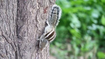 Squirrel on the tree
