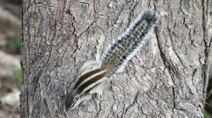 Squirrel on the tree