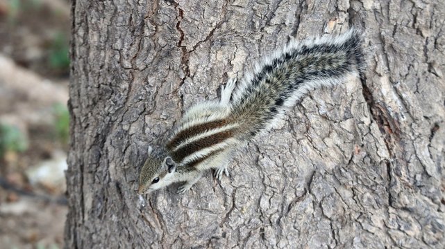 lizard on tree