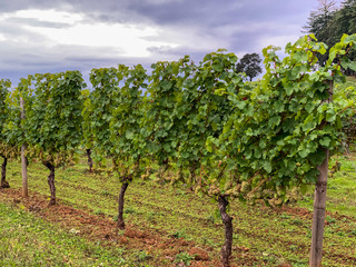 Fototapeta na wymiar Ripe chardonnay grapes hang on old vines just before harvest in an Oregon vineyard.