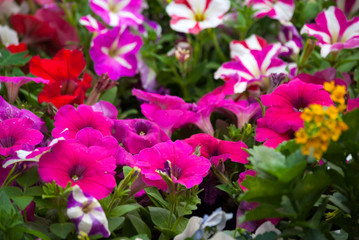 Variety of Petunias flowers outdoors, garden in Guatemala, attractive garden colors.