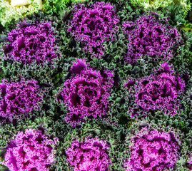 Obraz premium Ornamental Kale of green and purple color