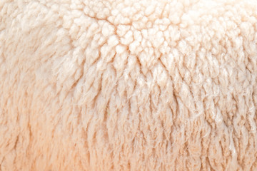 Natural fiber thermal fur wool texture background from sheep with white bright color tone. Backdrop for design art work or text message.