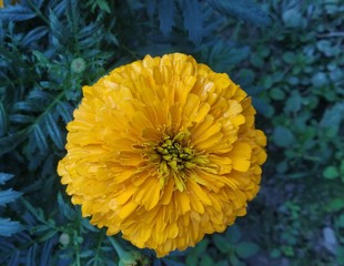 yellow flower in the garden