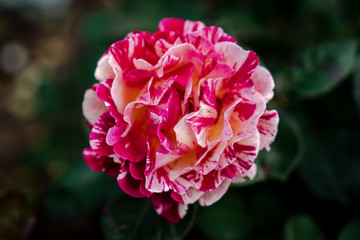 Beautiful white-pink rose in a garden