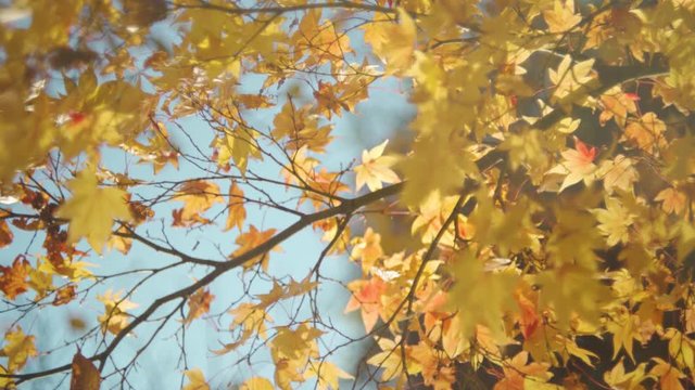 黄色い紅葉楓
