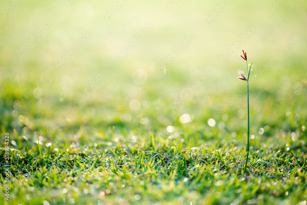 Wall mural beautiful grass summer natural landscape with natural light sunset of the sun and the floor of moder