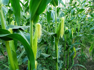 corn in field