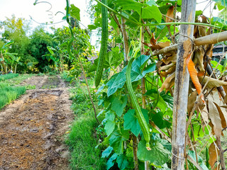 plantation of palm trees