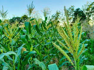 field of corn