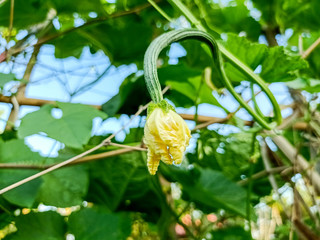 flower in the garden