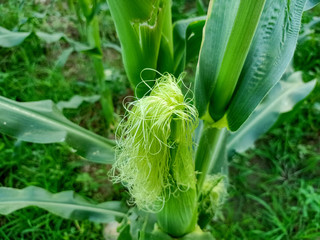 ear of corn