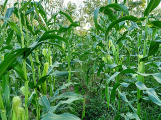 green plants in the garden