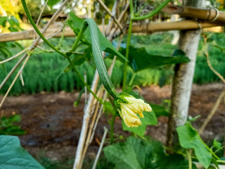 young plants in the garden