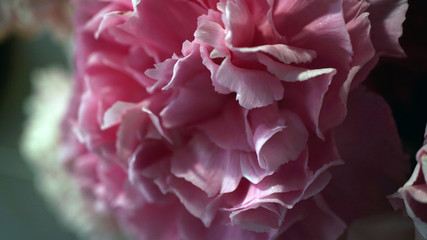 closeup pink flower 