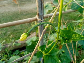 green plants in the garden