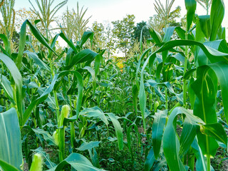 corn in the field