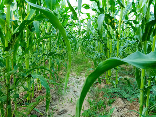 Many corn plants are growing in the garden.