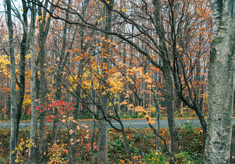 Autumn scenery of Aomori, Japan