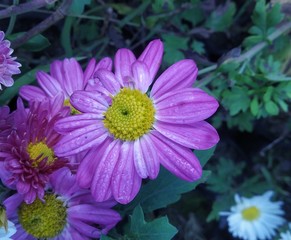 Obraz premium flower in garden