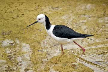 the black winged stilt is walking in water