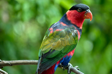 the black capped lory is resting