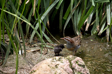 Naklejka na ściany i meble the buff banded rail is looking after her chick