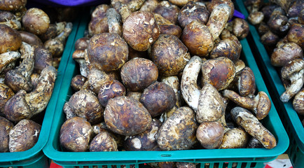 Selling mushroom at local market