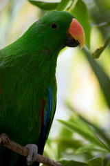 this is a close up of an electus parrot
