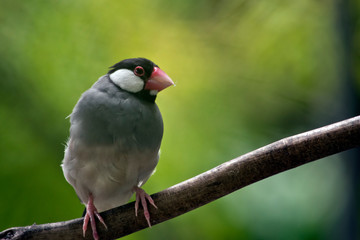 this is a close up of a Java sparrow