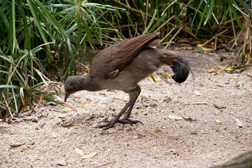 this is a side view of a lyre bird